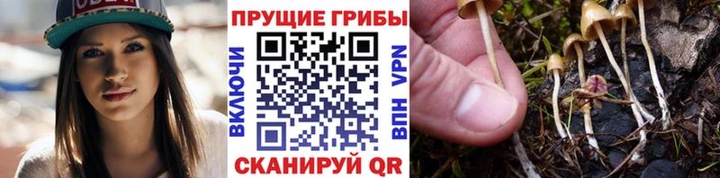 Псилоцибиновые грибы Psilocybine cubensis KRAKEN ТОР Тырныауз наркотики